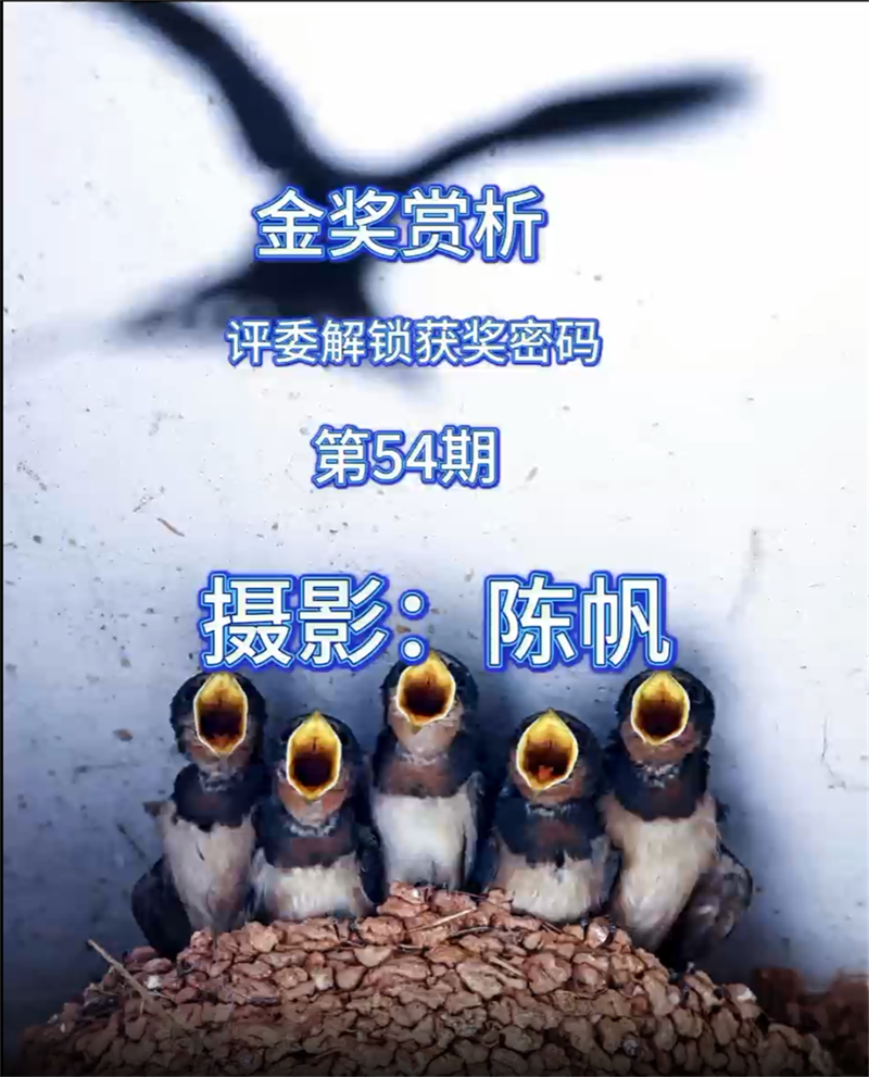 金奖赏析 · 评委解锁获奖密码（第54期）
