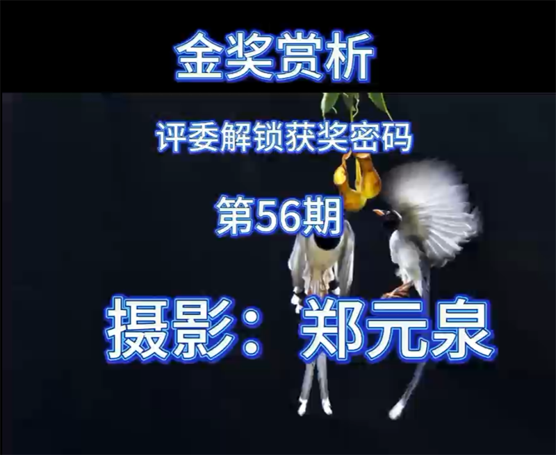 金奖赏析 · 评委解锁获奖密码（第56期）