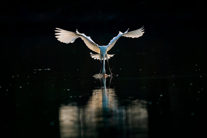 images