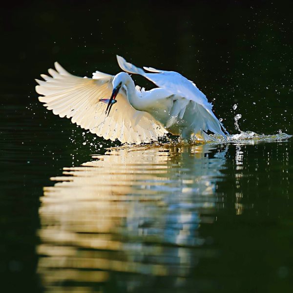 images