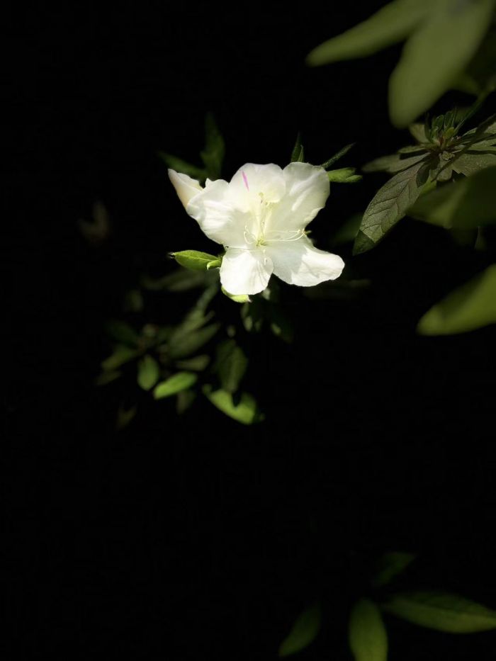 images