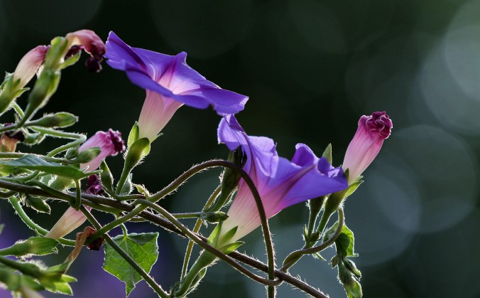 images