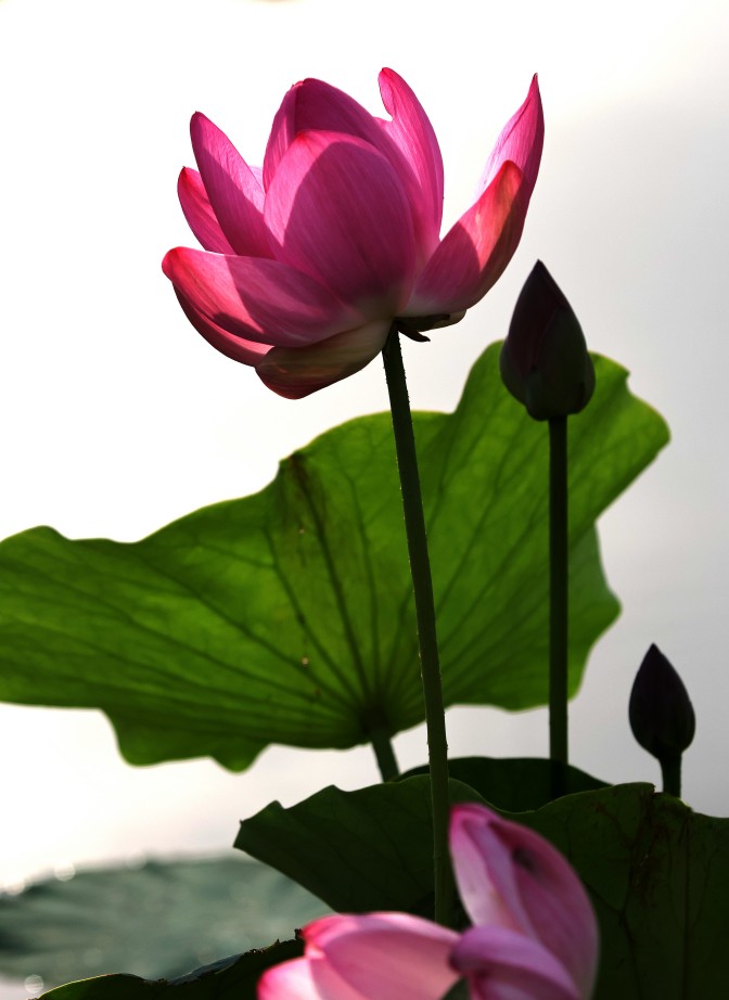 images