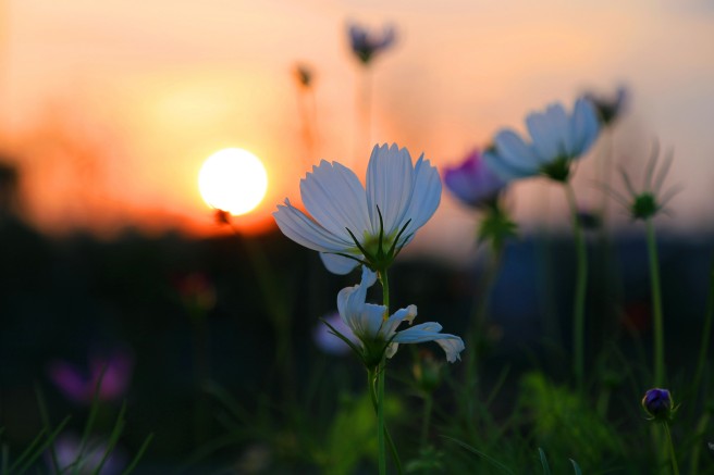 images