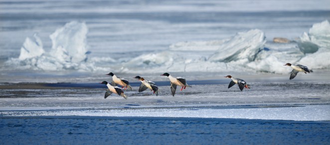 images