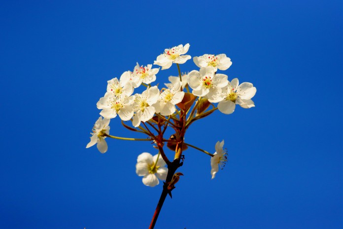 images
