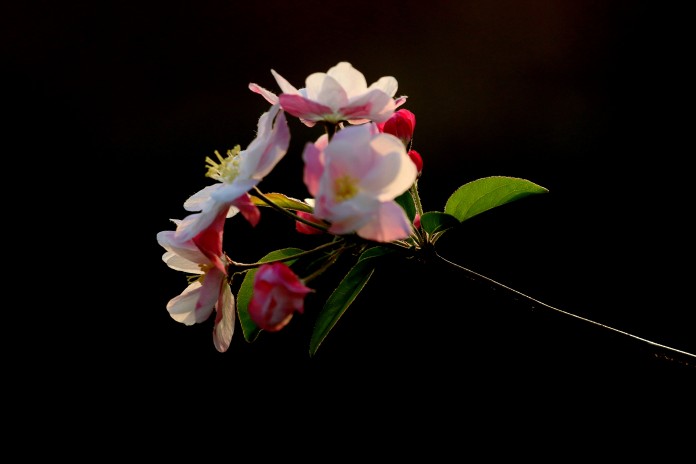 images