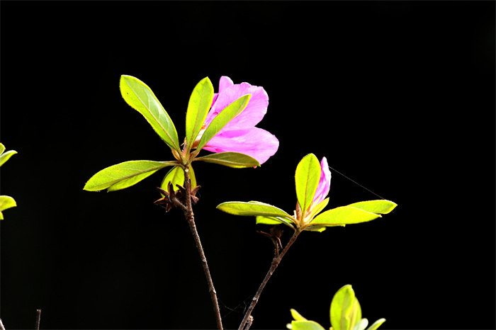 images
