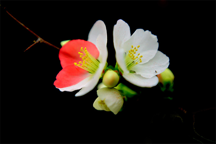 images