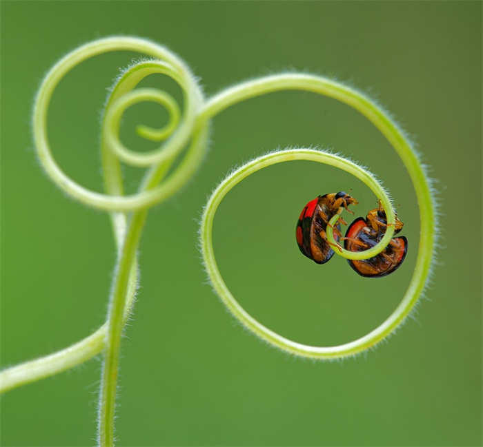 images