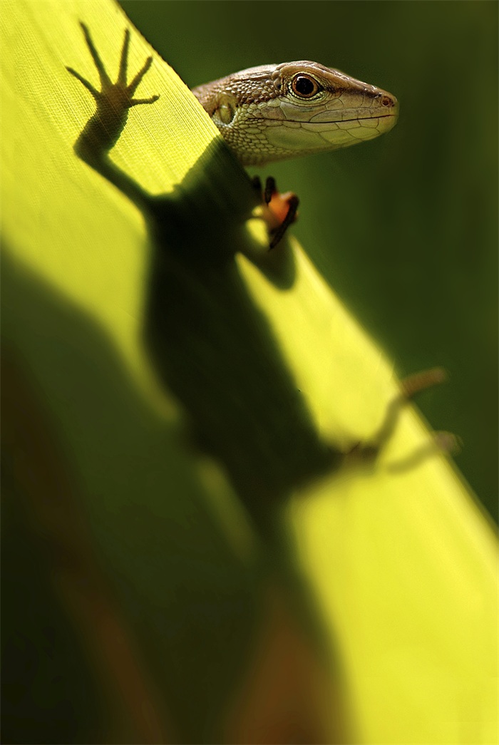 images