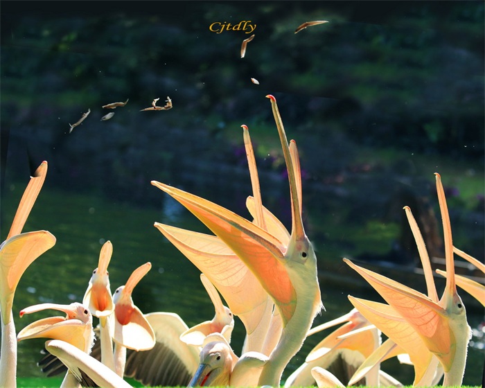 images