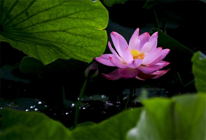 images