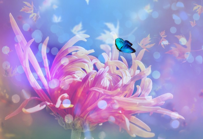 images
