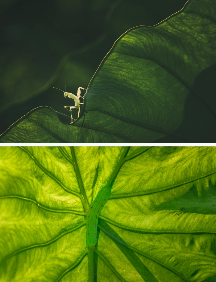 images