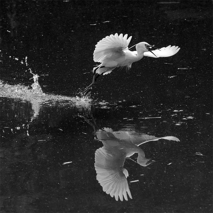 images