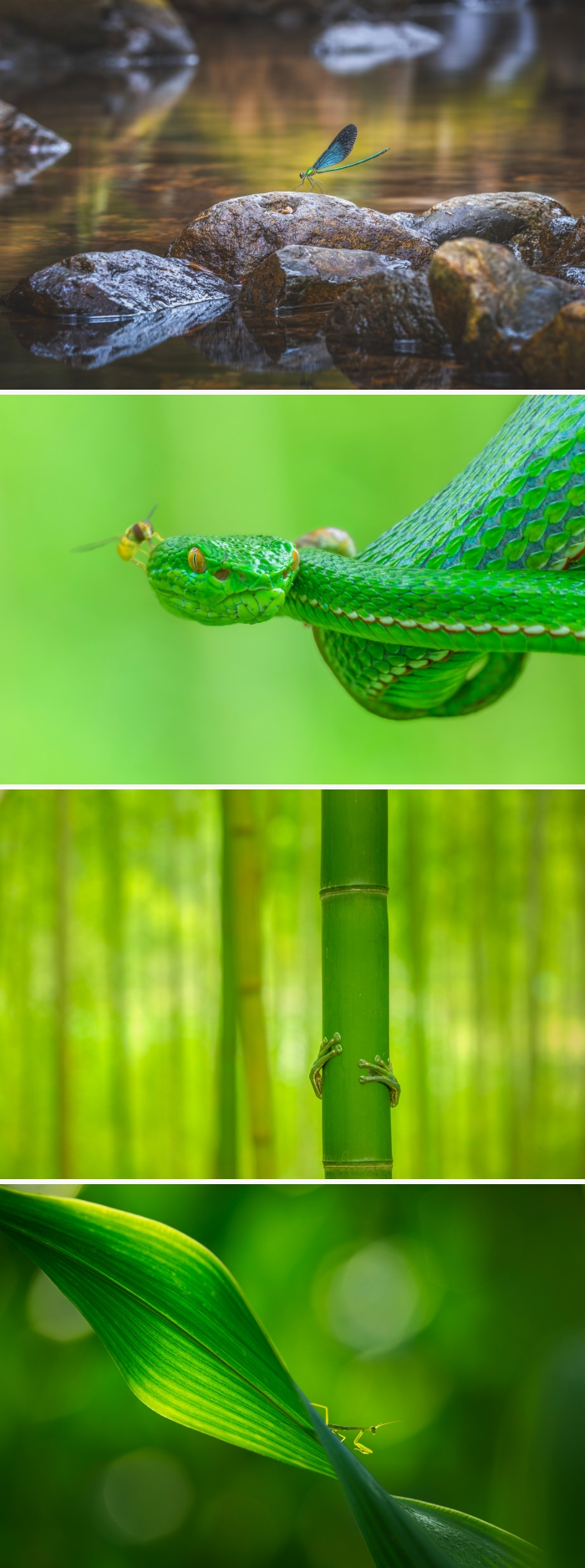 images