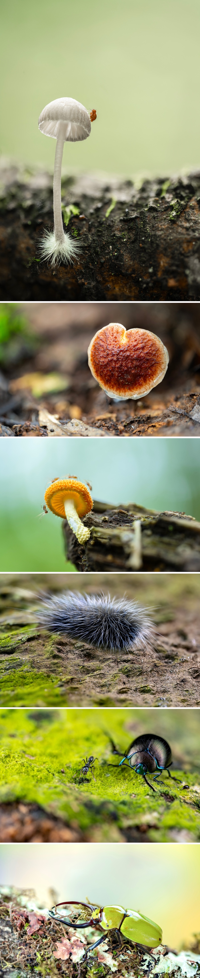 images
