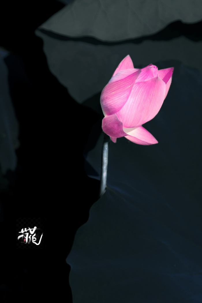 images