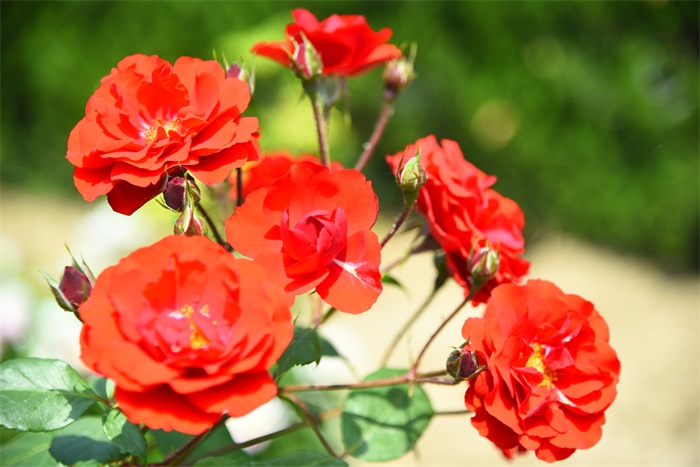 images