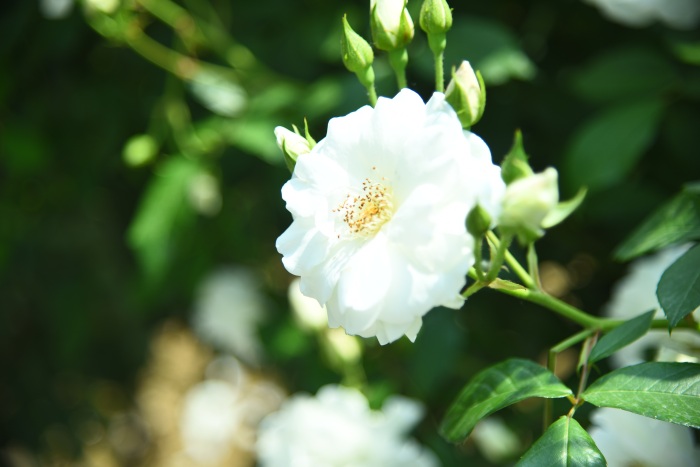images