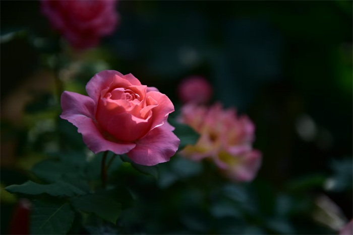 images
