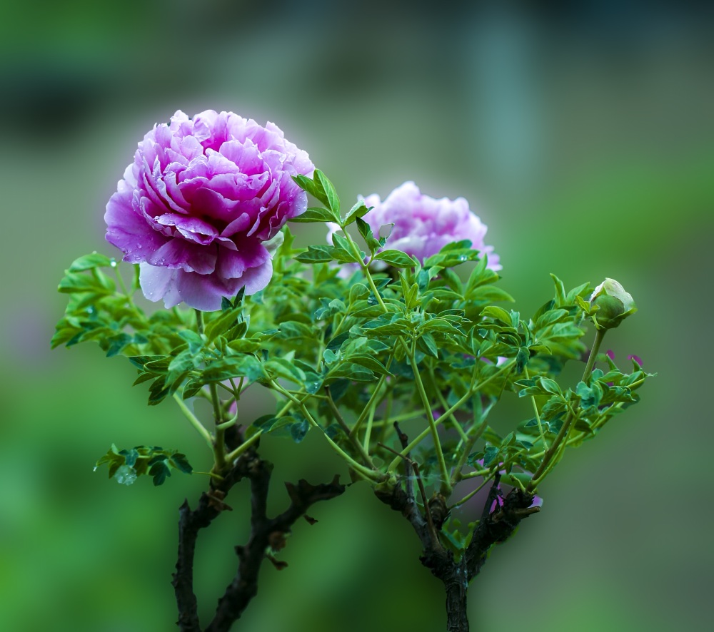 images
